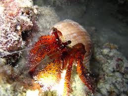 Red Legged Hermit Crab