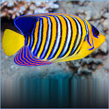 Red Sea Angelfish