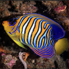 Red Sea Angelfish