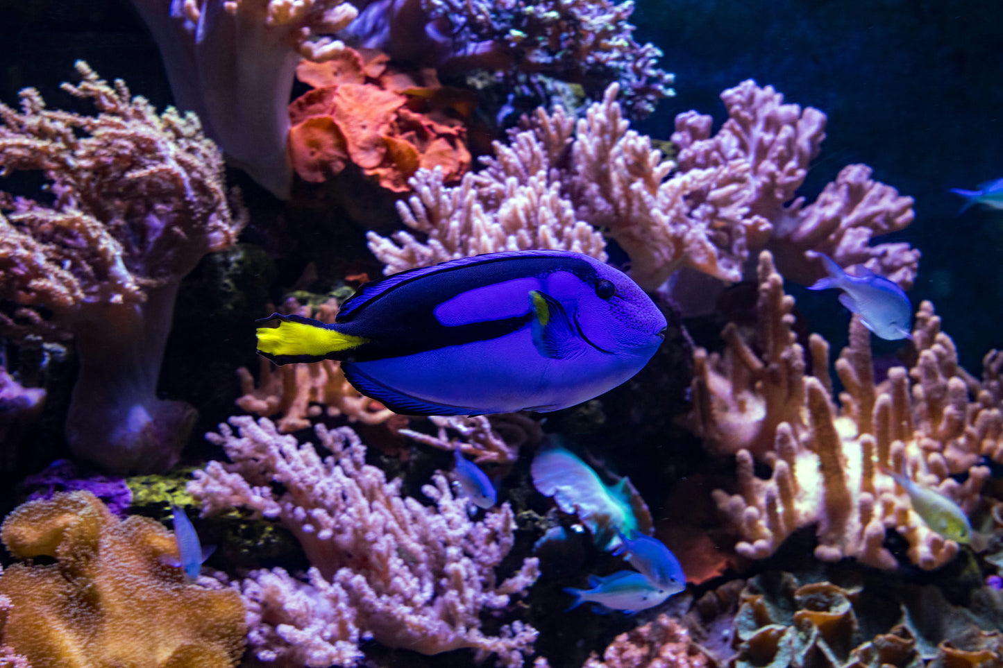 Blue Surgeonfish / Regal Blue Tang