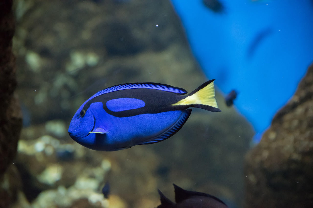 Blue Surgeonfish / Regal Blue Tang