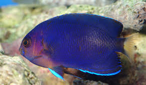 Royal Blue Pygmy Angelfish