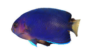 Royal Blue Pygmy Angelfish