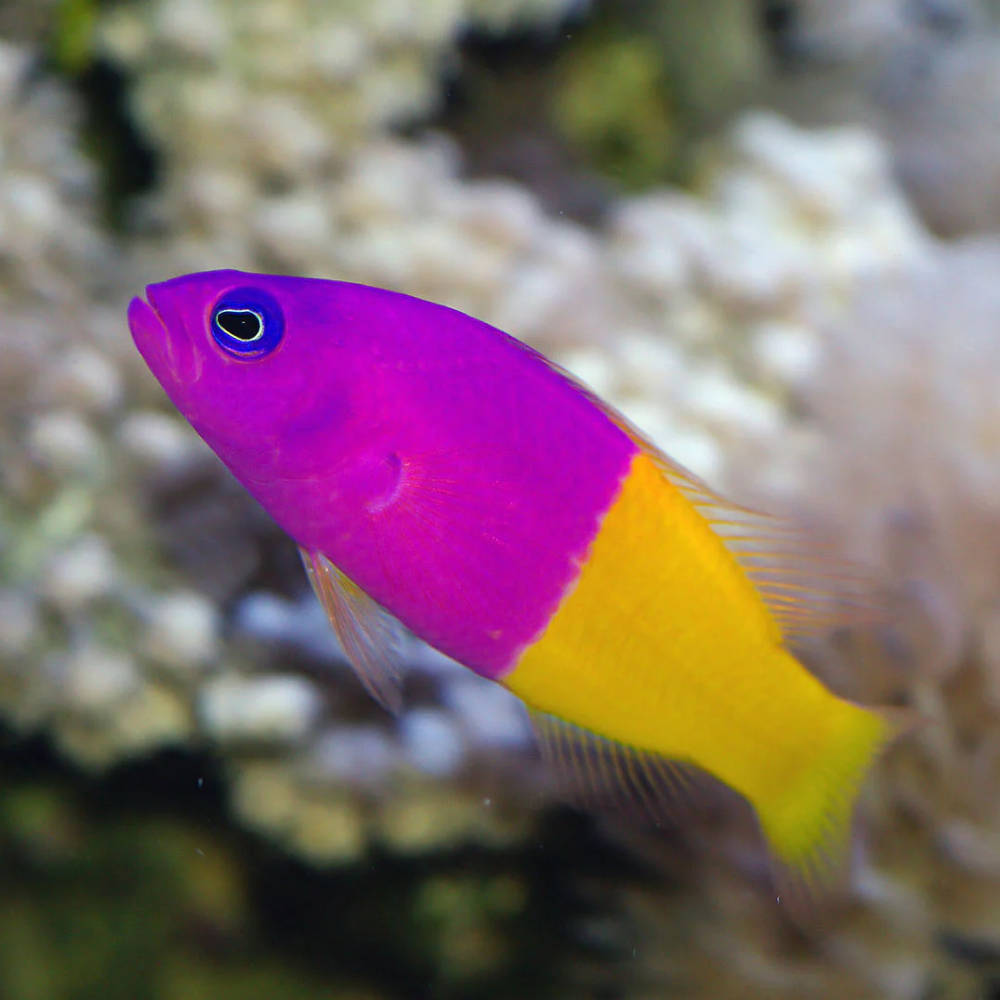 Royal Dottyback