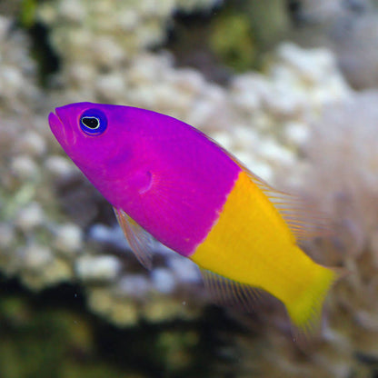 Royal Dottyback