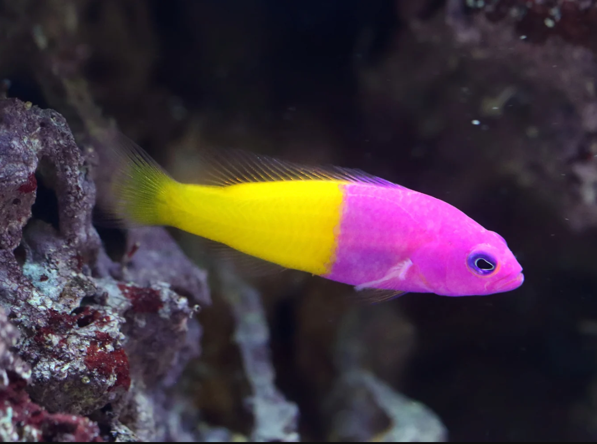 Royal Dottyback