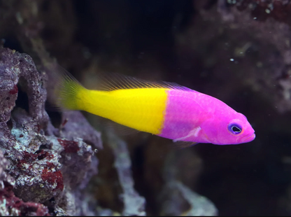 Royal Dottyback