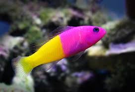 Royal Dottyback