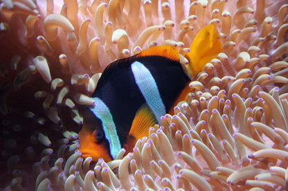 Saddleback Clown Fish
