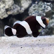 Saddleback Clown Fish