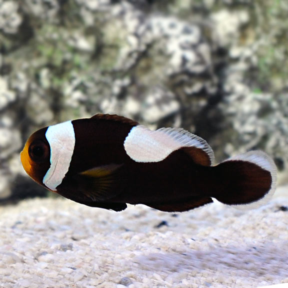 Saddleback Clown Fish
