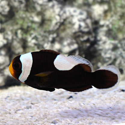 Saddleback Clown Fish