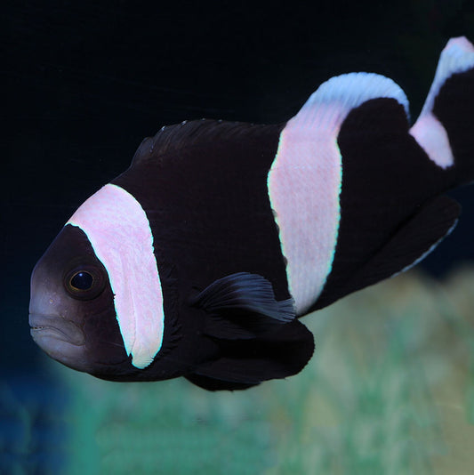 Saddleback Clown Fish