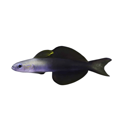 Scissortail Rat Goby