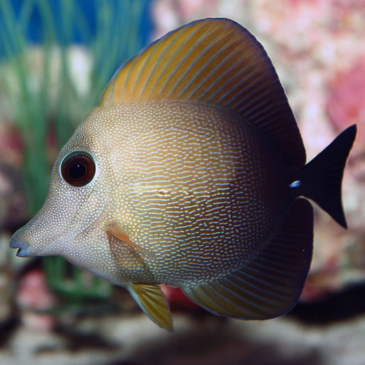 Scopas Tang