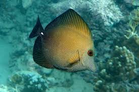 Scopas Tang