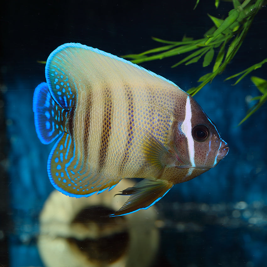 Six Banded Angelfish (Adult)
