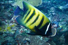 Six Banded Angelfish