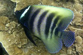 Six Banded Angelfish (Adult)