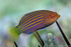 Six Stripe Wrasse