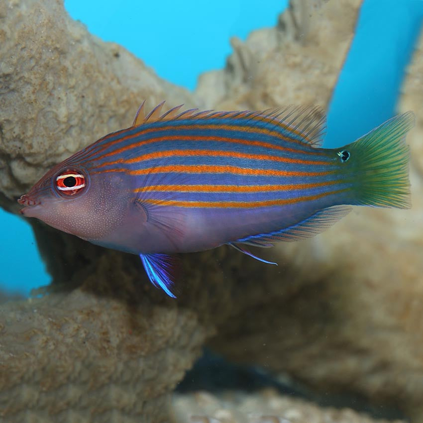 Six Stripe Wrasse