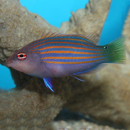 Six Stripe Wrasse
