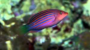 Six Stripe Wrasse