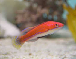 Social Fairy Wrasse