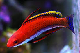 Social Fairy Wrasse