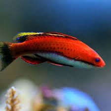 Social Fairy Wrasse