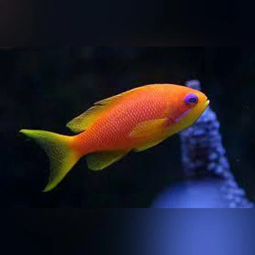 Blue Eyed Anthias Female