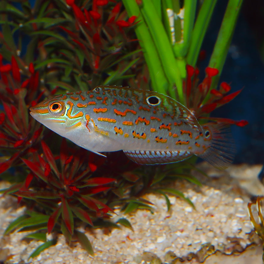 Timor Wrasse