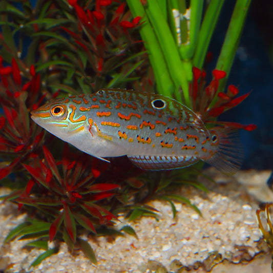 Timor Wrasse