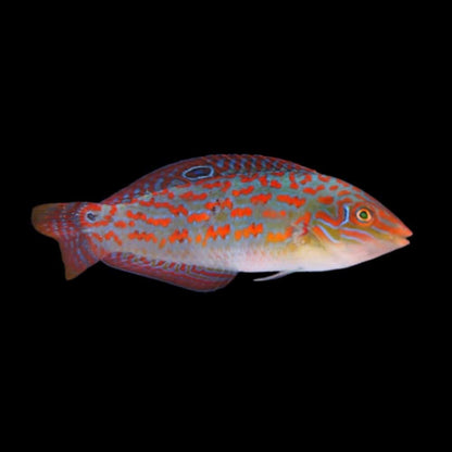 Timor Wrasse