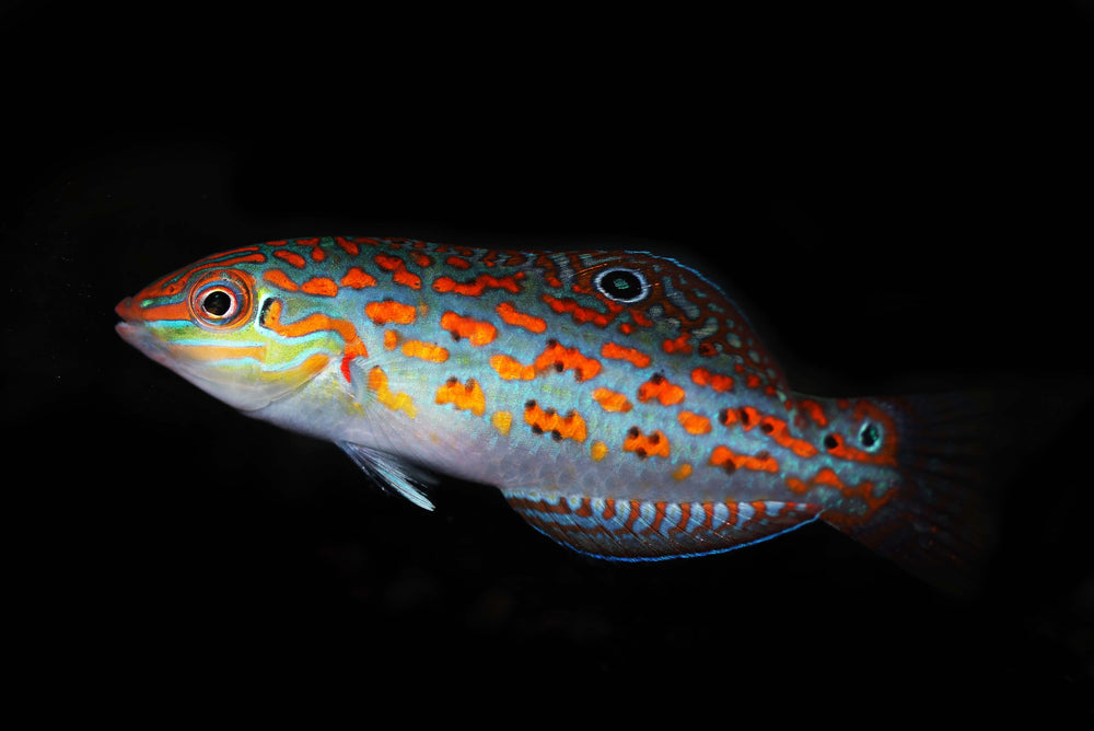 Timor Wrasse