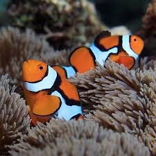 True Percula Clownfish