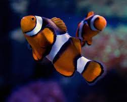 True Percula Clownfish
