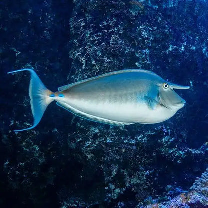 Unicorn Tang
