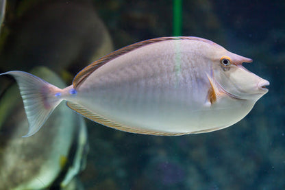 Unicorn Tang