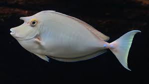 Unicorn Tang