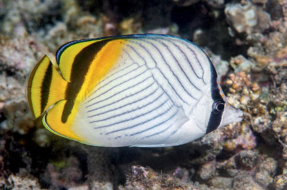 Vagabond Butterflyfish