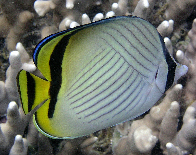 Vagabond Butterflyfish