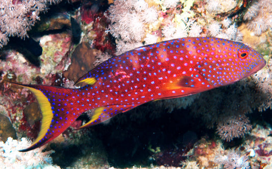 Skunk Grouper