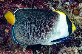 Vermiculated Angelfish