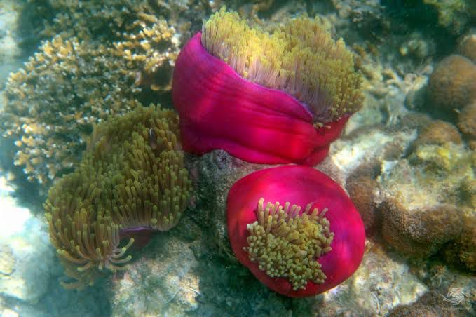 Red base Ritteri Anemone