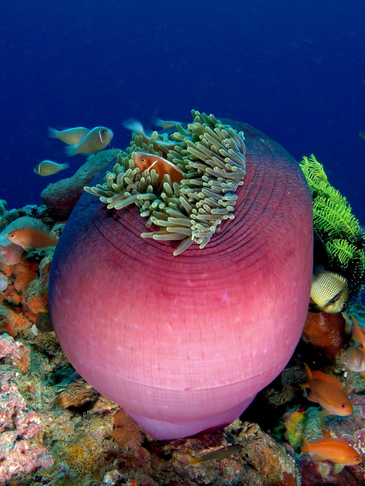 Red base Ritteri Anemone