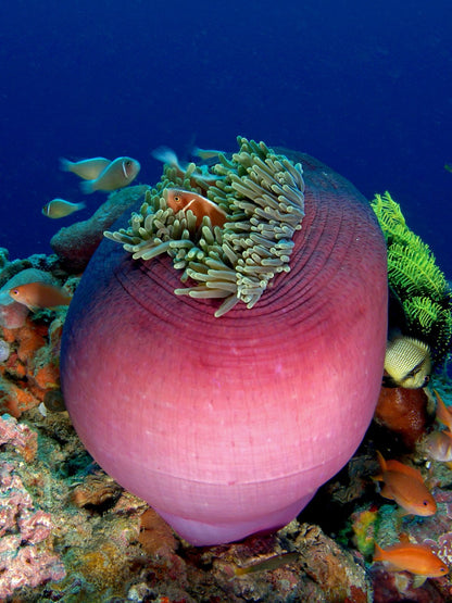 Red base Ritteri Anemone