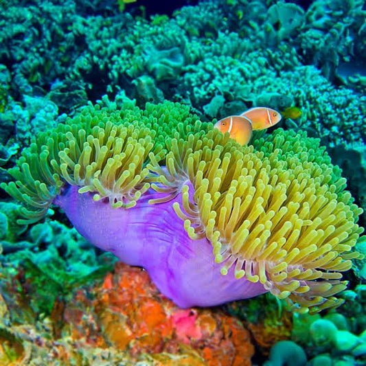 Purple base Ritteri Anemone