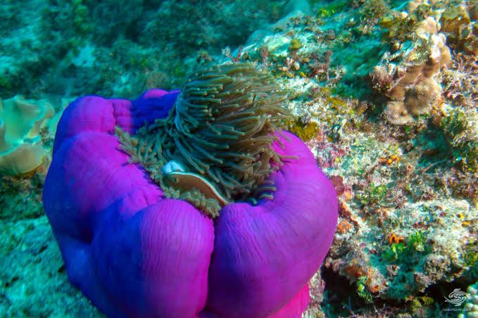 Purple base Ritteri Anemone