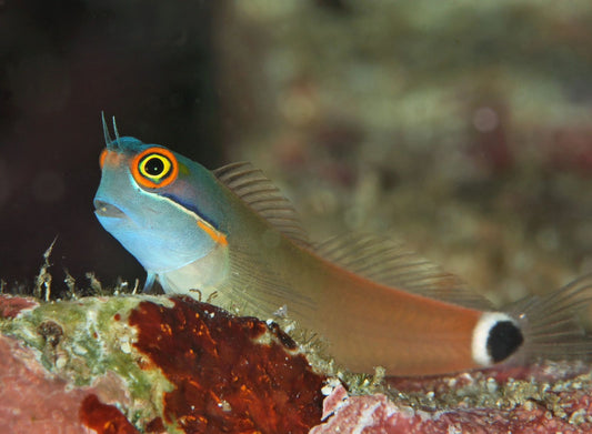 Exotic - Tail Spot Blenny
